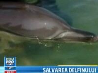 delfin