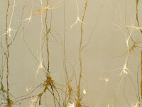 Ce credeti ca reprezinta aceste picturi? Copaci? Gresit!...