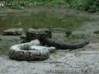 piton ucide un aligator