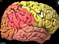 Atlas al creierului