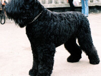 Terrier negru rusesc