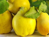 Consumati din belsug gutui in acest sezon. Sunt excelente in calmarea durerilor si inflamatiei