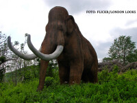 mamut de plastic intr-un parc
