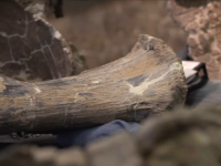 Descoperire uriasa, la propriu, facuta de un paleontolog, in Argentina. Animalul cantarea 65 de tone