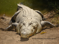 crocodil din Australia