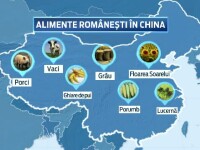 chinezi, vaci, romanesti