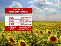 Seceta a afectat culturile de floarea soarelui: productia, la jumatate fata de anul trecut. Cu cat se poate scumpi uleiul