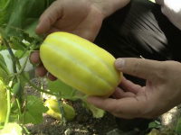 legume ciudate