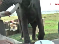 Spaima traita de doi turisti la un safari din Zimbabwe. Ce s-a intamplat cand au vrut sa faca picnicul langa un elefant