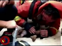 Imagini emotionante difuzate in direct in Spania. Pompierii s-au luptat minute intregi sa salveze un catelus intoxicat cu fum