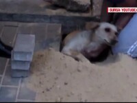 Muncitorii din Rusia au astupat o gaura in trotuar, fara sa stie ca acolo e un caine. Ce s-a intamplat cu animalul