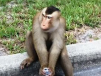 O maimuta a scapat din casa stapanilor sai si si-a facut de cap pe strazile din Florida. Imaginile surprinse de un politist
