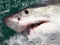 Un rechin a smuls bratul unui turist brazilian in Fernando de Noronha. In ce stare este acum barbatul