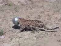 Aventura unui leopard insetat care a intrat intr-un sat in cautare de apa. Cum a ajuns cu capul blocat intr-o oala