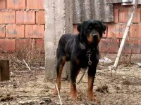 Rottweiler