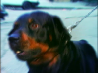 Un barbat din Dolj a murit sfasiat de propriul caine din rasa Rottweiler. Politistii au chemat un vanator sa il anihileze