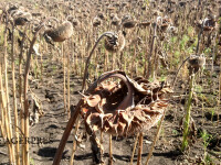 Mai multe hectare de culturi agricole din judetul Botosani au fost afectate de seceta pedologica din acest an