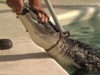 Un american s-a trezit cu un aligator în piscină. De vină ar fi uraganul Harvey