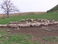 turmă de oi
