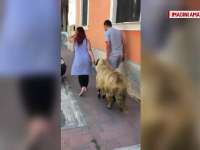 Imagini amuzante în Constanţa. Unde a ajuns un berbec ce a evadat dintr-o gospodărie