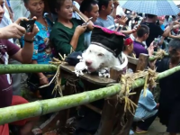 Ritual ciudat în China, cu mii de turiști. Cum este plimbat un câine de către localnici