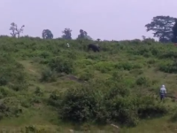 Momentul în care un bărbat e călcat în picioare de elefantul cu care a vrut să facă un selfie