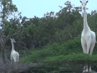 Girafă albă