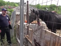Un băcăuan şi-a torturat calul sub ochii vecinilor. Poliţia nu îi poate confisca animalul