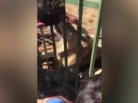 Jucător de rugby, muşcat de mână de un leu. Momentul a fost filmat