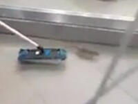 Angajații unui McDonald's, filmați în timp ce fugăreau un șobolan prin restaurant. VIDEO