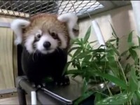 Un pui de panda roşu a fost prezentat cu mândrie de Grădina Zoologică din Milwaukee