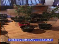 plantatie canabis in Timisoara