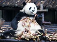 Un panda uriaș mănâncă bambus