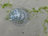 Invazie de meduze pe litoralul românesc. Turiștii, sfătuiți să nu intre în contact cu ele