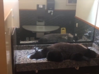 Urs descoperit într-o cameră de hotel. Cum a fost alungat