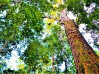 Cel mai înalt copac din pădurea amazonului