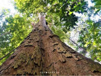 Ce s-a întâmplat cu cel mai înalt copac din Amazon după incendiile devastatoare