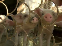 Dezastru pentru ferma de porci Gropeni. Proprietarul trebuie să ucidă 16.000 de animale