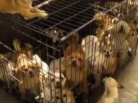 O femeie a fost arestată după ce autoritățile au găsit-o cu peste 100 de câini în locuință