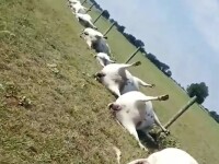 Zeci de vaci au fost ucise de un fulger. Imaginile șocante filmate de un fermier