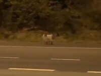 Autostradă din Anglia închisă din cauza unei capre.