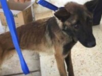 În ce stare au ajuns câinii militari trimiși de SUA în Iordania