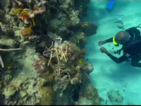 Distruse de om, recifurile de corali din Jamaica prind iar viață