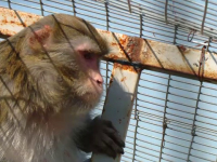 De ce riscă maimuțele confiscate de la Nuțu Cămătaru să devină obeze