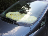 Reacția unui șofer după ce s-a trezit cu un piton de 20 de kilograme pe bordul mașinii