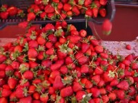 Profit dublu pentru românii care au cultivat căpșuni de toamnă. Prețul unui kilogram