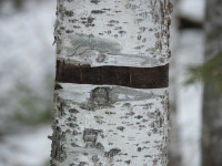 Nord-coreean, trimis în lagăr după ce a tăiat un 