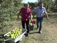 Vremea capricioasă a înjumătățit producția de mere. Cum sunt acoperite pierderile