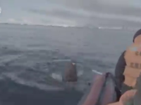 Momentul în care o morsă atacă și scufundă o salupă pneumatică rusească