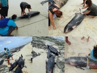 delfini morți